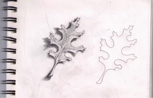 A sketch of two leaves, one with good lines and the other, plain. 